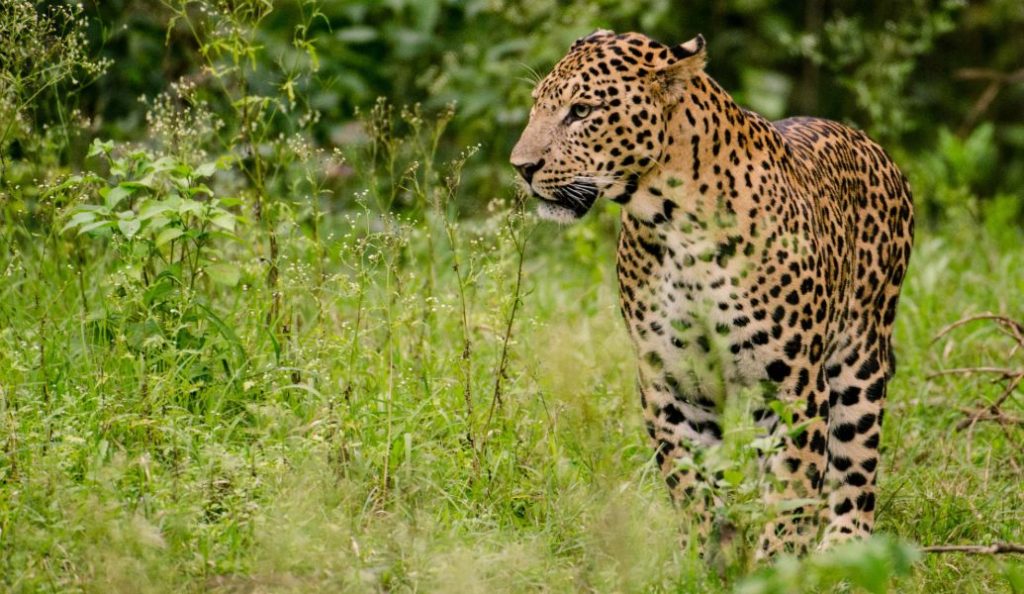 From Riverbanks to Wildlife Sanctuaries: Kabini’s Top Attractions