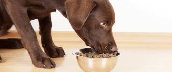 Managing Canine Seizures: Treatment Options and Strategies