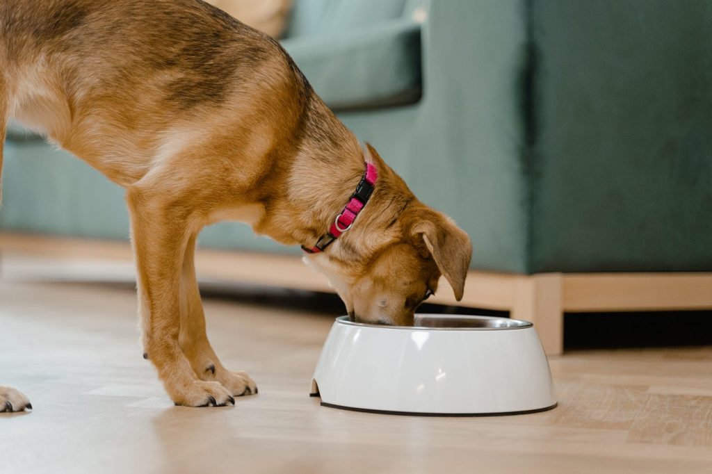 Nourishing Our Canine Companions: Understanding the Essentials of Dog Nutrition