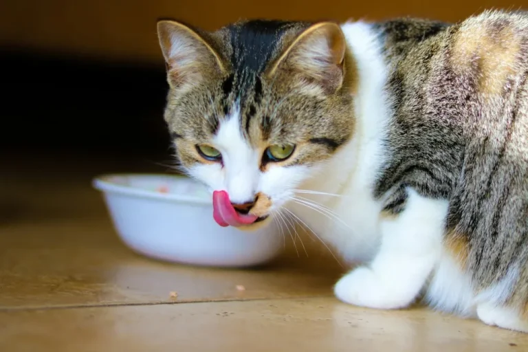 Can Food Allergies Cause Cats to Vomit? Here’s What You Should Know